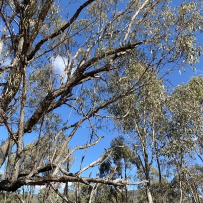 Eucalyptus nortonii (Mealy Bundy) at Paddys River, ACT - 14 May 2023 by Tapirlord
