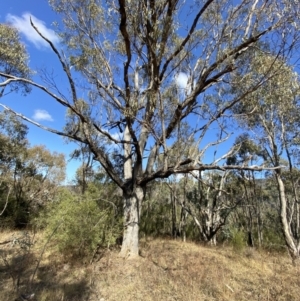 Eucalyptus nortonii at Bullen Range - 14 May 2023