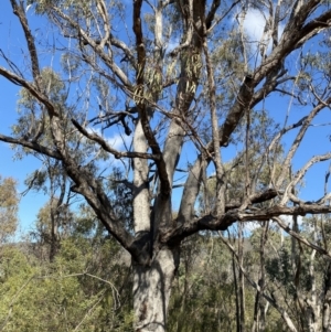 Eucalyptus nortonii at Bullen Range - 14 May 2023
