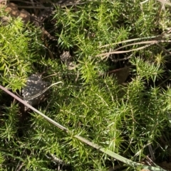 Acrotriche serrulata (Ground-berry) at Paddys River, ACT - 14 May 2023 by Tapirlord