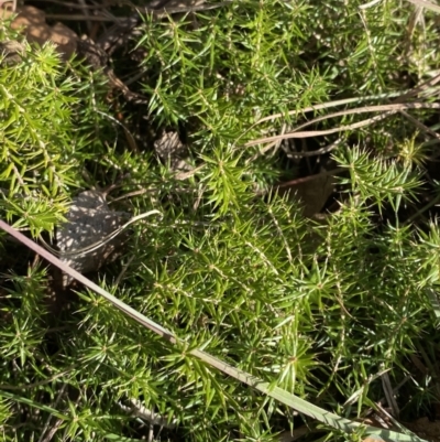 Acrotriche serrulata (Ground-berry) at Paddys River, ACT - 14 May 2023 by Tapirlord