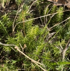 Acrotriche serrulata at Paddys River, ACT - 14 May 2023