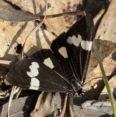 Nyctemera amicus (Senecio or Magpie moth) at Bullen Range - 14 May 2023 by Tapirlord