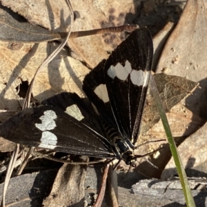 Nyctemera amicus at Paddys River, ACT - 14 May 2023 10:49 AM