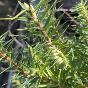 Melichrus urceolatus at Paddys River, ACT - 14 May 2023