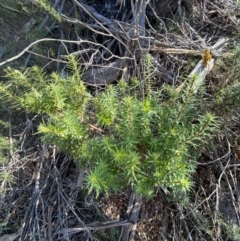 Melichrus urceolatus at Paddys River, ACT - 14 May 2023 10:43 AM