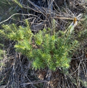 Melichrus urceolatus at Paddys River, ACT - 14 May 2023 10:43 AM