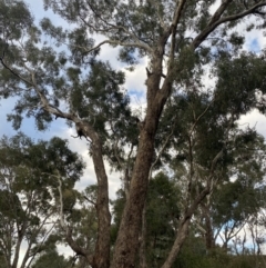Eucalyptus melliodora (Yellow Box) at O'Malley, ACT - 6 May 2023 by Tapirlord