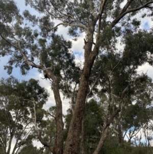 Eucalyptus melliodora at O'Malley, ACT - 6 May 2023 04:10 PM