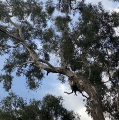 Eucalyptus melliodora at O'Malley, ACT - 6 May 2023 04:10 PM