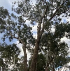 Eucalyptus melliodora at O'Malley, ACT - 6 May 2023