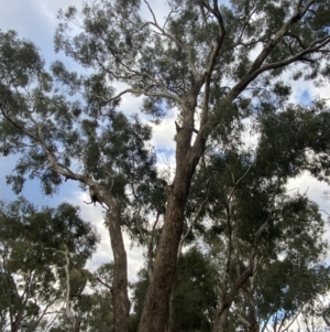 Eucalyptus melliodora at O'Malley, ACT - 6 May 2023 04:10 PM