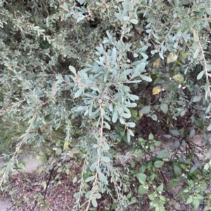 Leptospermum laevigatum at O'Malley, ACT - 6 May 2023 04:06 PM