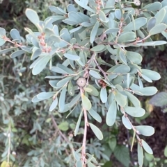 Leptospermum laevigatum at O'Malley, ACT - 6 May 2023 04:06 PM