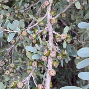 Leptospermum laevigatum at O'Malley, ACT - 6 May 2023 04:06 PM