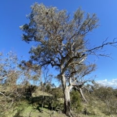 Eucalyptus blakelyi (Blakely's Red Gum) at Red Hill Nature Reserve - 6 May 2023 by Tapirlord