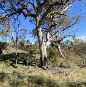 Eucalyptus blakelyi at Garran, ACT - 6 May 2023