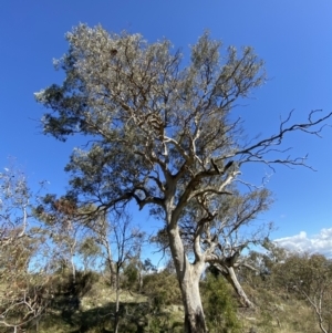 Eucalyptus blakelyi at Garran, ACT - 6 May 2023