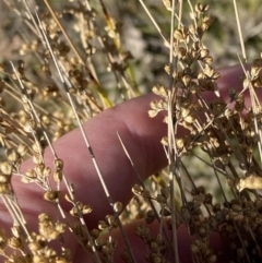 Juncus subsecundus (Finger Rush) at Red Hill Nature Reserve - 6 May 2023 by Tapirlord