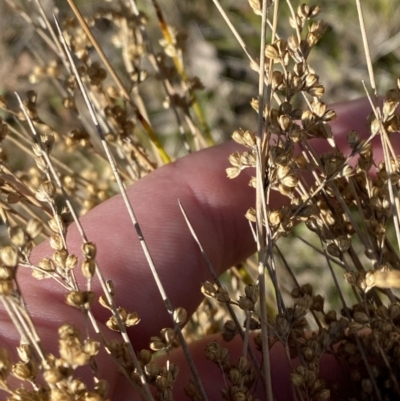 Juncus subsecundus (Finger Rush) at Red Hill Nature Reserve - 6 May 2023 by Tapirlord