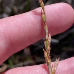 Lepidosperma laterale (Variable Sword Sedge) at Garran, ACT - 6 May 2023 by Tapirlord