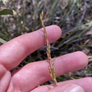 Lepidosperma laterale at Garran, ACT - 6 May 2023