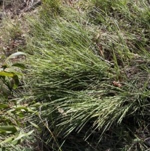 Lomandra filiformis subsp. filiformis at Garran, ACT - 6 May 2023 12:49 PM