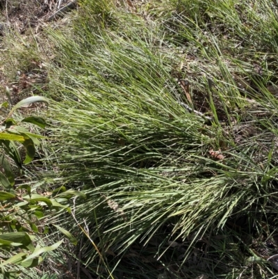 Lomandra filiformis subsp. filiformis (Wattle Matrush) at Garran, ACT - 6 May 2023 by Tapirlord