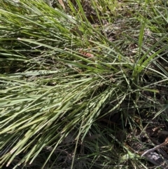 Lomandra filiformis subsp. filiformis at Garran, ACT - 6 May 2023 12:49 PM