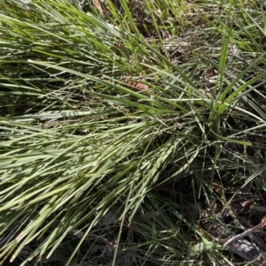 Lomandra filiformis subsp. filiformis at Garran, ACT - 6 May 2023 12:49 PM