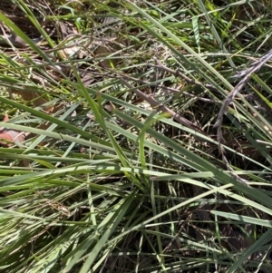 Lomandra filiformis subsp. filiformis at Garran, ACT - 6 May 2023 12:49 PM