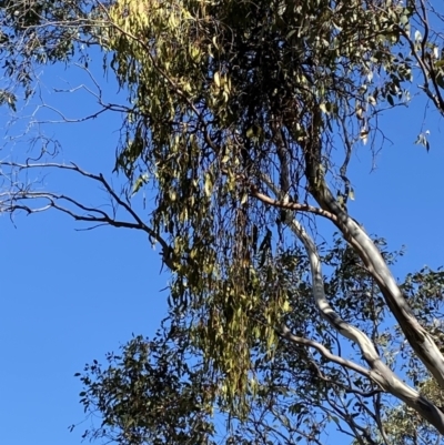 Amyema miquelii (Box Mistletoe) at Red Hill Nature Reserve - 6 May 2023 by Tapirlord