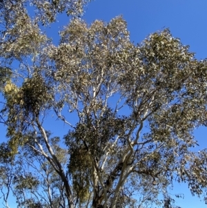 Amyema miquelii at Garran, ACT - 6 May 2023