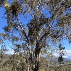 Amyema miquelii at Garran, ACT - 6 May 2023 12:47 PM