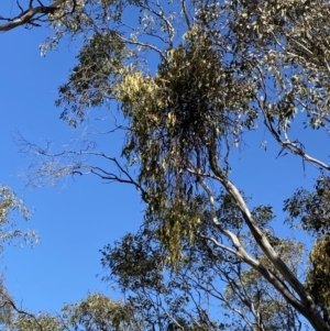 Amyema miquelii at Garran, ACT - 6 May 2023 12:47 PM