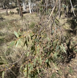 Eucalyptus dives at Red Hill, ACT - 6 May 2023 12:43 PM