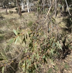 Eucalyptus dives (Broad-leaved Peppermint) at Red Hill, ACT - 6 May 2023 by Tapirlord