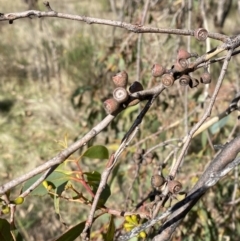 Eucalyptus dives at Red Hill, ACT - 6 May 2023 12:43 PM