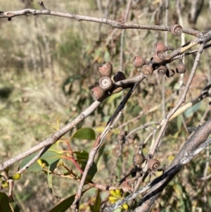 Eucalyptus dives at Red Hill, ACT - 6 May 2023