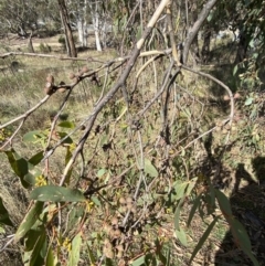 Eucalyptus dives at Red Hill, ACT - 6 May 2023