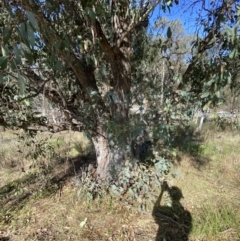 Eucalyptus dives at Red Hill, ACT - 6 May 2023 12:43 PM