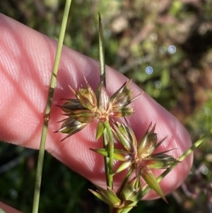 Juncus homalocaulis at Garran, ACT - 6 May 2023 12:22 PM