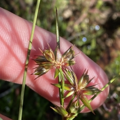 Juncus homalocaulis (A Rush) at Garran, ACT - 6 May 2023 by Tapirlord