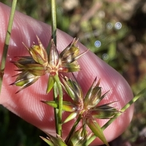 Juncus homalocaulis at Garran, ACT - 6 May 2023