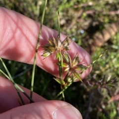 Juncus homalocaulis at Garran, ACT - 6 May 2023