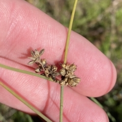 Juncus subsecundus (Finger Rush) at Red Hill Nature Reserve - 6 May 2023 by Tapirlord