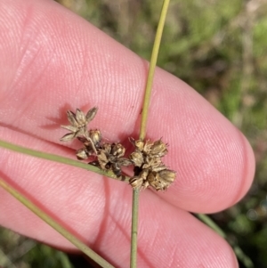 Juncus subsecundus at Garran, ACT - 6 May 2023 12:22 PM