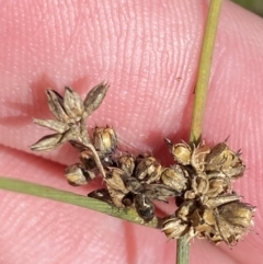 Juncus subsecundus at Garran, ACT - 6 May 2023 12:22 PM