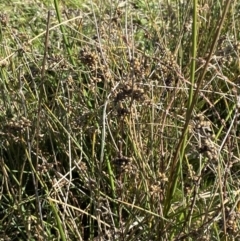 Juncus subsecundus at Garran, ACT - 6 May 2023 12:22 PM