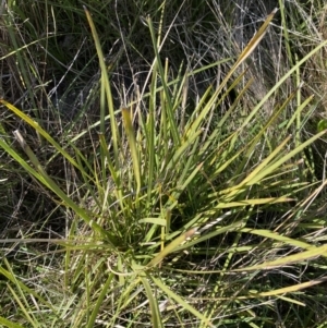 Lomandra filiformis subsp. coriacea at Garran, ACT - 6 May 2023